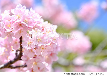 Spring image Spring image 124017452