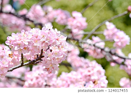 Spring image Spring image 124017455