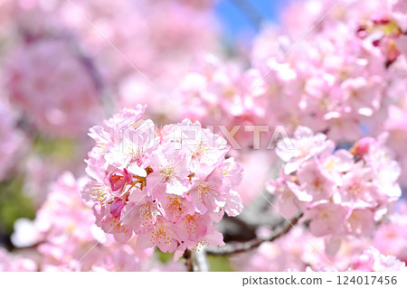 Spring image Spring image 124017456