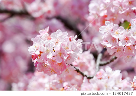 Spring image Spring image 124017457