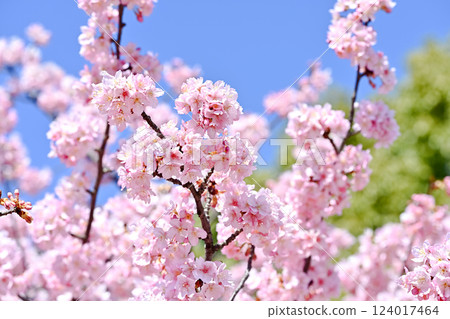 春天的形象 124017464