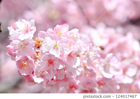 Spring image 124017467