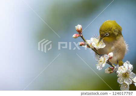 A Japanese white-eye perched on a plum blossom, copy space 124017797