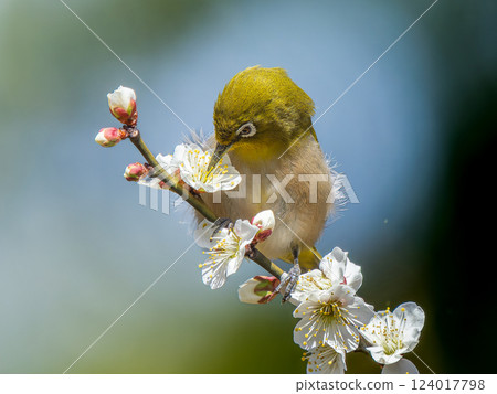 White-eye and Japanese white-eye perched on plum blossoms 124017798