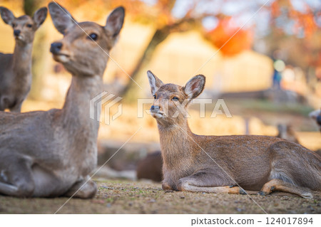 [Autumn] Deer in Nara Park [Autumn leaves] 124017894