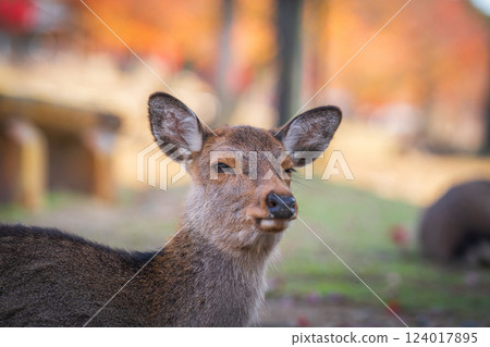 [Autumn] Deer in Nara Park [Autumn leaves] 124017895