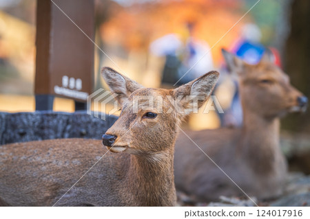 Deer in Nara Park Deer in Nara Park 124017916