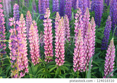 Lupinus, lupin, lupine field with pink purple and blue flowers. Bunch of lupines summer flower Lupinus, lupin, lupine field with pink purple and blue flowers. Bunch of lupines summer flower 124018310