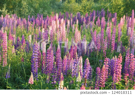 Lupinus, lupin, lupine field with pink purple and blue flowers. Bunch of lupines summer flower 124018311