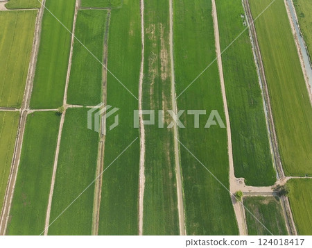 Green rice Fileds aerial top view Thailand countryside landscape 124018417