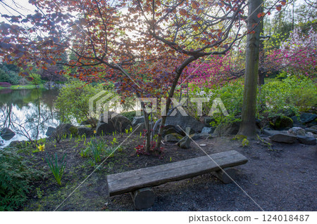 Some tree with brown leaves and behind cherry blossoms in Japanese garden Some tree with brown leaves and behind cherry blossoms in Japanese garden 124018487