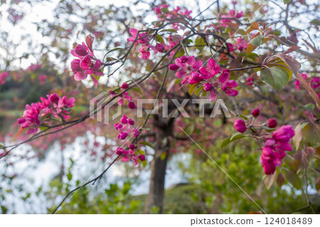 Cherry blossoms in Japanese garden  in sunset 124018489