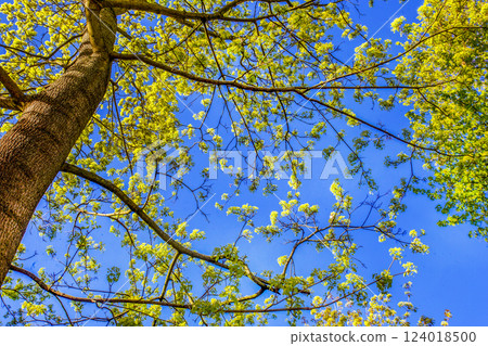 Handroanthus chrysanthus (araguaney or yellow ipe), formerly classified as Tabebuia chrysantha, also known as araguaney ( guayacan chonta quiru,tajibo , ipe-amarelo in Japanese garden Handroanthus chrysanthus (araguaney or yellow ipe), formerly classified as Tabebuia chrysantha, also known as araguaney ( guayacan chonta quiru,tajibo , ipe-amarelo in Japanese garden 124018500