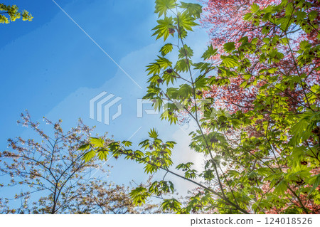Amazing young sticky leaves of Japanese maple (Palmate maple)  124018526