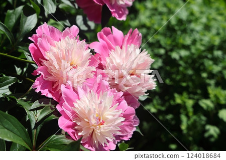 Red peony flowers on foliage background, lovely vegetative background. Selective focus. Red peony flowers on foliage background, lovely vegetative background. Selective focus. 124018684