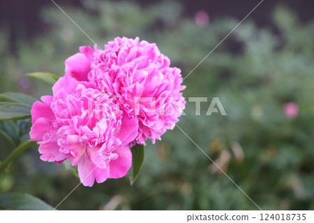 Red peony flowers on foliage background, lovely vegetative background. Selective focus. Red peony flowers on foliage background, lovely vegetative background. Selective focus. 124018735