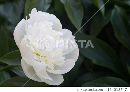 Red peony flowers on foliage background, lovely vegetative background. Selective focus. Red peony flowers on foliage background, lovely vegetative background. Selective focus. 124018747