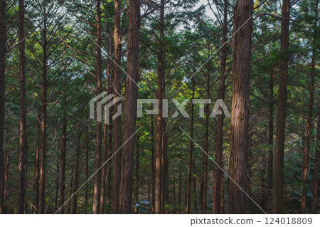 Forest scenery at Shishigahana Park in Iwata City (Shizuoka Prefecture) Forest scenery at Shishigahana Park in Iwata City (Shizuoka Prefecture) 124018809