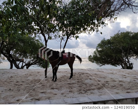 Gili Trawangan, Lombok, Indonesia - horse at the beach enjoys sunset 124019050