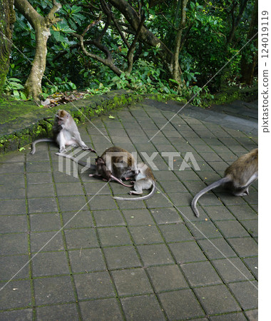 Monkey family has a rest in the jungle at Ubud. 124019119