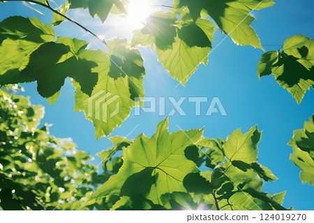 新鮮的綠葉沐浴在清新的陽光下 新鮮的綠葉沐浴在清新的陽光下 124019270