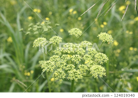 Flowers and buds on blooming Siberian Hogweed, Heracleum sibiricum, macro, selective focus. 124019340