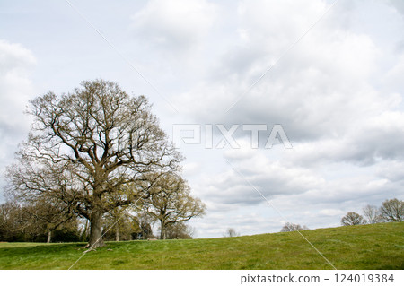 在倫敦郊外烏斯河谷陰沉的天空下,一棵棵光禿禿的樹木正準備發芽 在倫敦郊外烏斯河谷陰沉的天空下,一棵棵光禿禿的樹木正準備發芽 124019384