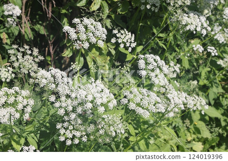Common goatweed, Aegopodium podagraria, is an herbaceous umbrella plant used as food in salads 124019396