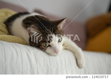 Beautiful short hair cat sleeping on the sofa at home. Selective focus. Beautiful short hair cat sleeping on the sofa at home. Selective focus. 124019717