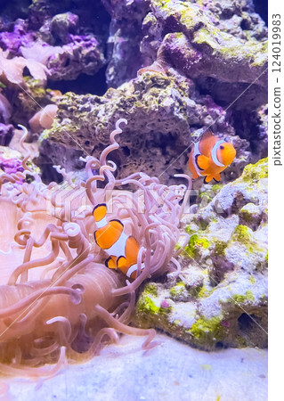 the clown fish in ocean 124019983