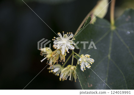 Linden, linden blossom with green leaves on a tree in summer 124019991