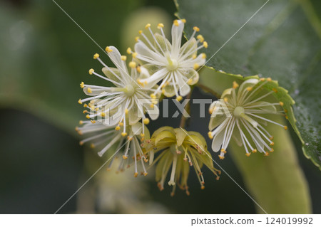 Linden, linden blossom with green leaves on a tree in summer Linden, linden blossom with green leaves on a tree in summer 124019992