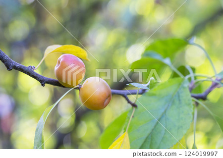 Crabapple tree full of green apple fruits. Malus baccata. Small apples on a branch in the garden, selective focus. Crabapple tree full of green apple fruits. Malus baccata. Small apples on a branch in the garden, selective focus. 124019997