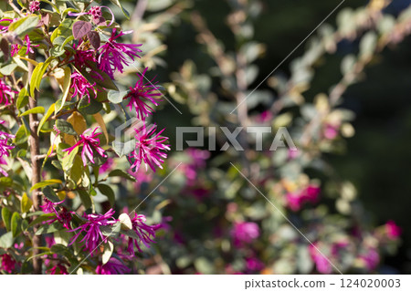 Loropetalum chinense, fire dance. The Redflower Loropetalum in the park. Botanical collection, pink flowers of Loropetalum chinense Black Pearl plant 124020003