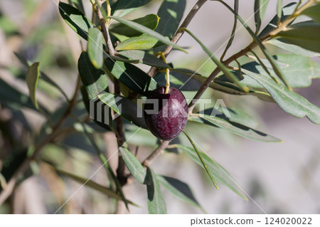 ripe olives on the branches of an olive tree ripe olives on the branches of an olive tree 124020022