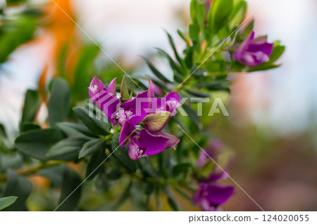 Polygala myrtifolia common names Bellarine pea,Myrtle-leaf milkwort, Parrot bush,Polygala,September bush is an evergreen shrub native to southern Africa. 124020055