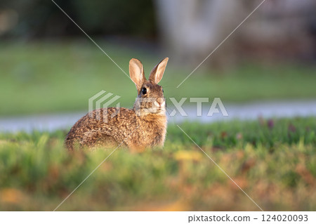 Wild rabbit in nature. Grey small hare eating grass on Florida backyard 124020093