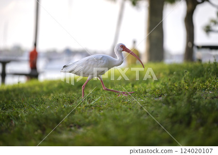 White ibis wild bird, also known as great egret or heron walking on grass in town park in summer 124020107