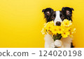 Cute border collie dog holding bouquet of spring yellow Daffodils flowers isolated on yellow background. Valentine's Day, Easter, Birthday, Happy Women's Day, Mother's Day concept. Banner, copy space, 124020198