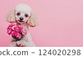 Cute poodle dog holding bouquet of spring flowers isolated on pink background. Valentines day or Mothers day concept. Banner, copy space, Generative ai 124020298