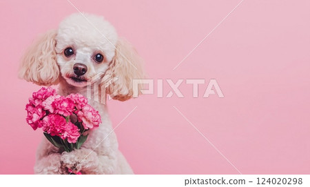 Cute poodle dog holding bouquet of spring flowers isolated on pink background. Valentines day or Mothers day concept. Banner, copy space, Generative ai 124020298