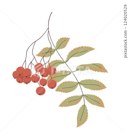 Illustration of a red rowan on a white background Illustration of a red rowan on a white background 124020529