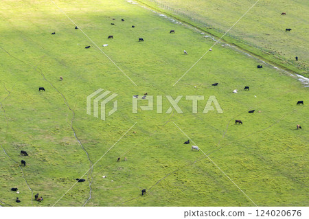 Production of organic dairy products. Milk cows grazing on green farm pasture. Feeding of cattle on farmland grassland Production of organic dairy products. Milk cows grazing on green farm pasture. Feeding of cattle on farmland grassland 124020676