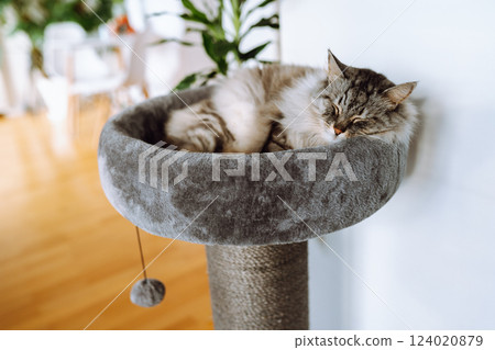 domestic gray fluffy cat enjoying sleep in comfortable cat tree domestic gray fluffy cat enjoying sleep in comfortable cat tree 124020879