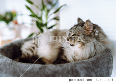 domestic gray fluffy cat enjoying sleep in comfortable cat tree domestic gray fluffy cat enjoying sleep in comfortable cat tree 124020881