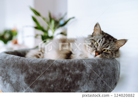 domestic gray fluffy cat enjoying sleep in comfortable cat tree domestic gray fluffy cat enjoying sleep in comfortable cat tree 124020882