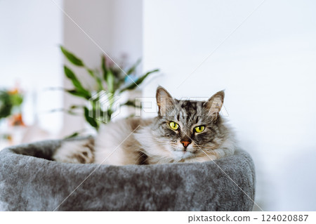 domestic gray fluffy cat enjoying sleep in comfortable cat tree domestic gray fluffy cat enjoying sleep in comfortable cat tree 124020887