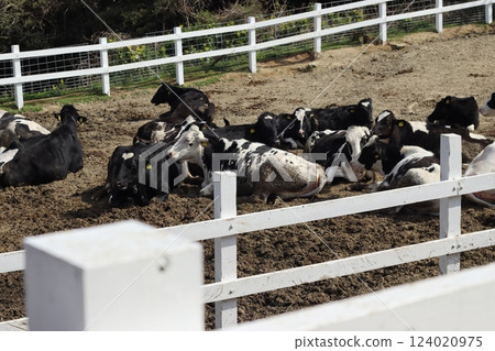 吃草的牛 124020975