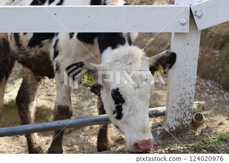 小牛從柵欄探出頭來 124020976
