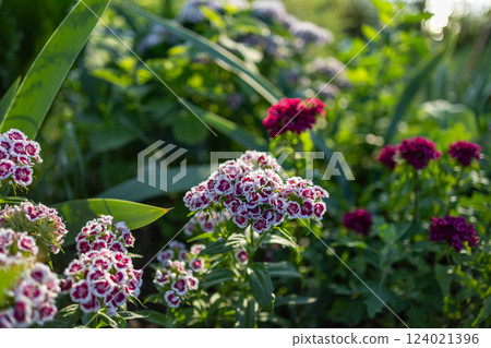 A vibrant garden scene with blooming Dianthus flowers in shades of pink and red. Sunlight filters through the lush green foliage, highlighting the intricate petal patterns and creating serene summer. 124021396